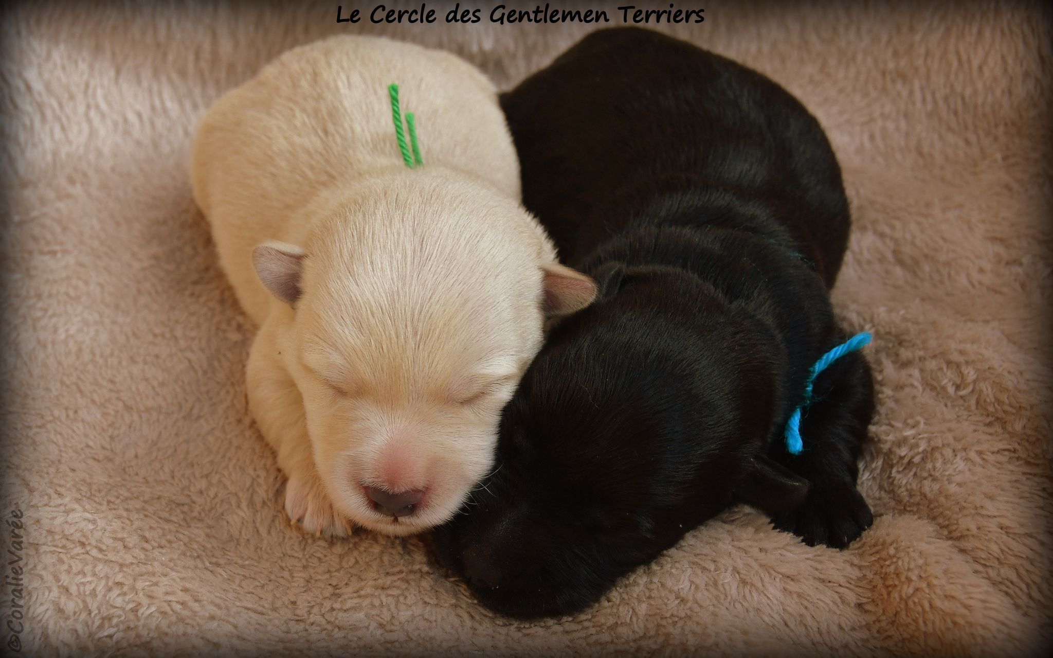 Les garçons