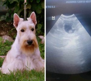 Sadie gestation