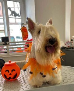 Princesse Patachou Halloween 2023