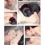 sadie et ses bébés montage
