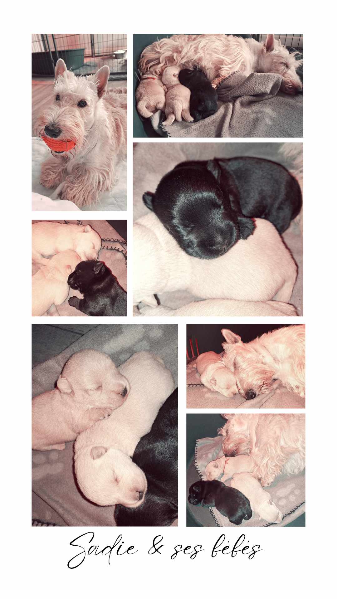 sadie et ses bébés montage