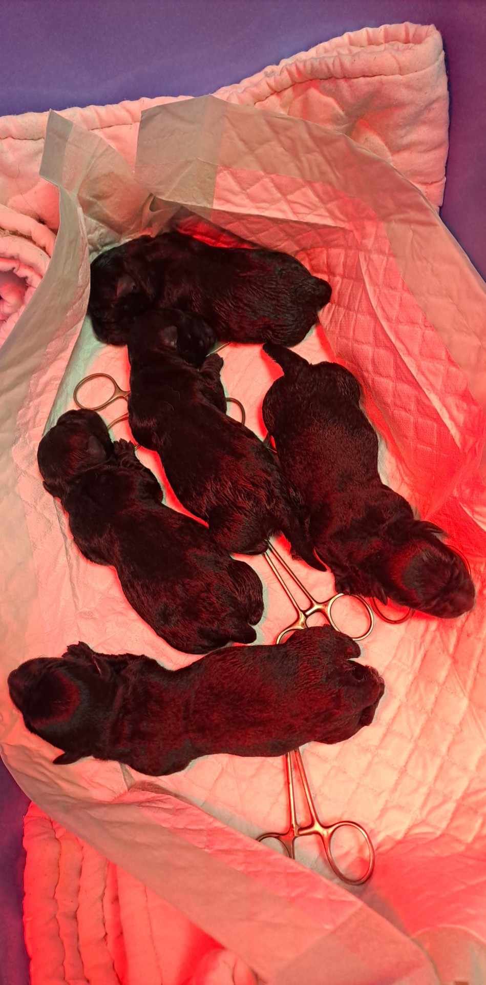 Jour de la naissance