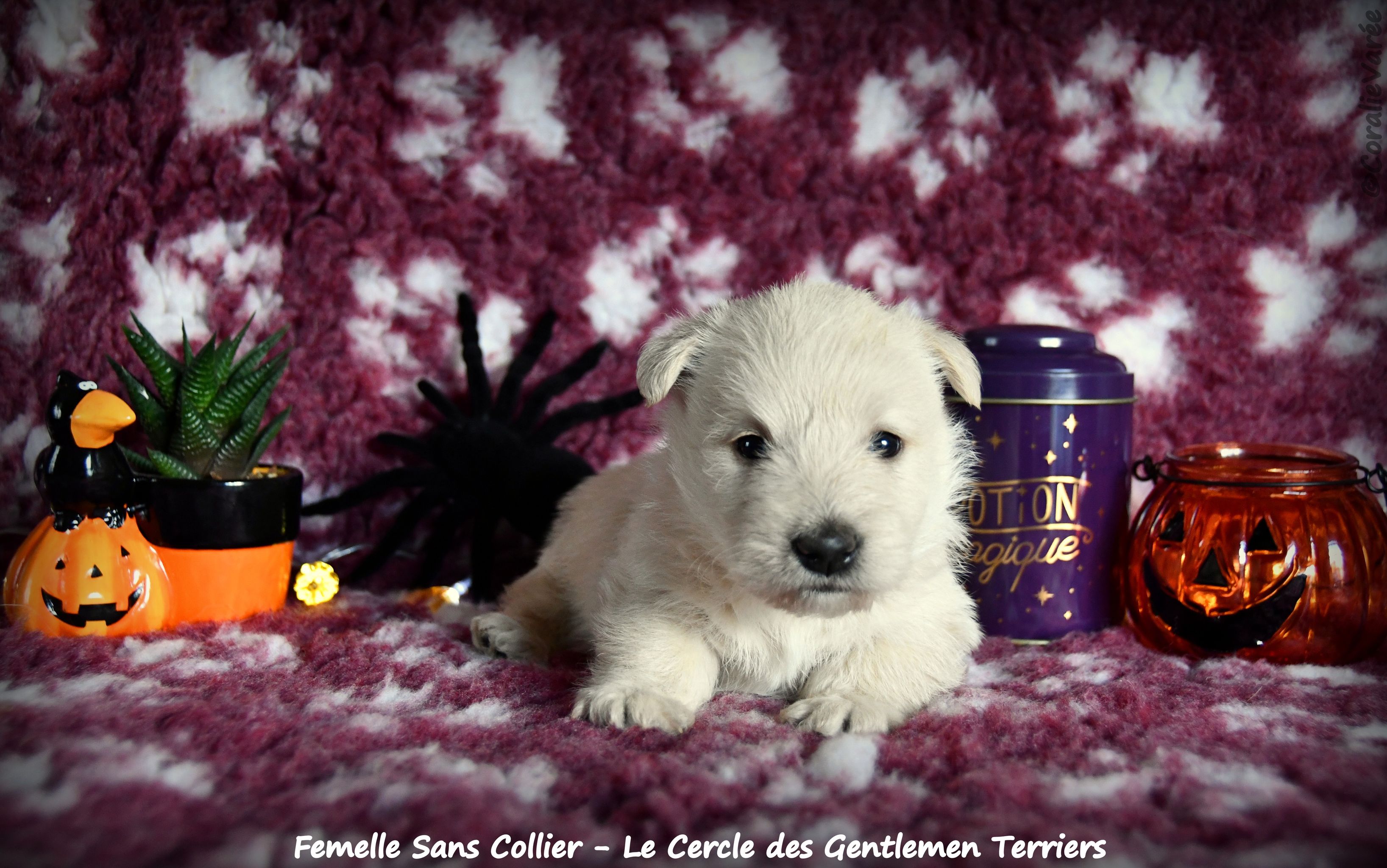 1 mois