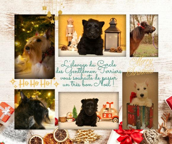 Carte noel 2023