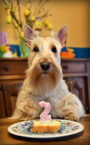 Anniversaire Tara 2 ans