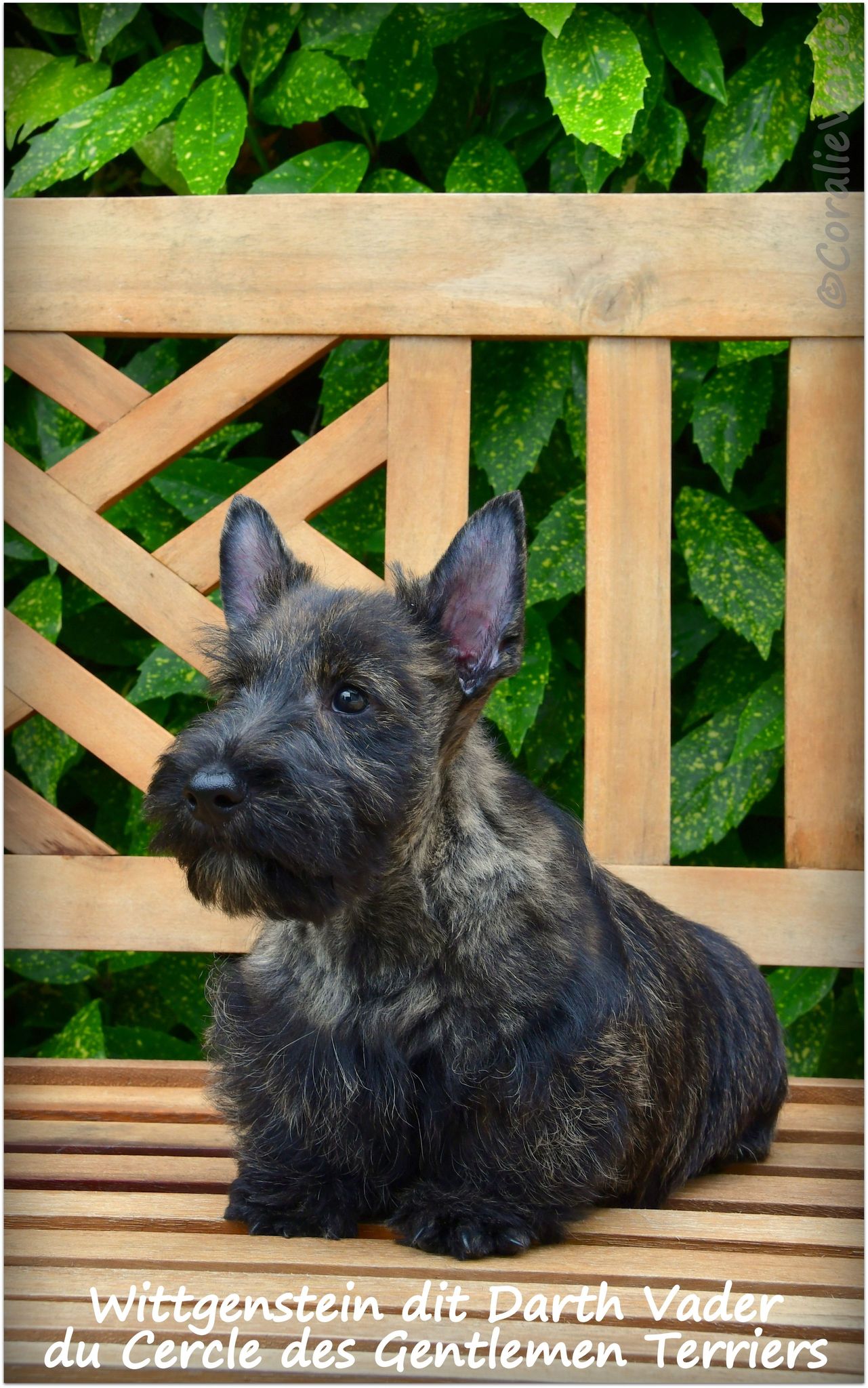 10 semaines