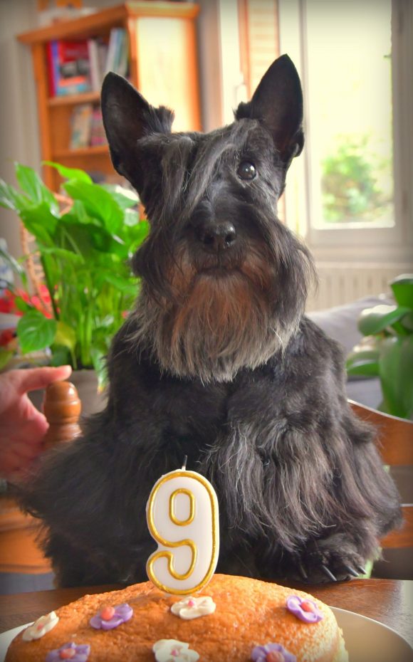 Anniv Rose 2 ans 2