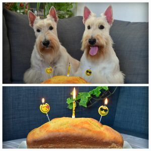 Anniversaires Sadie et Sweet 3 ans