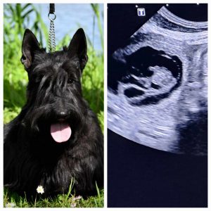 Penny Synek gestation 2024