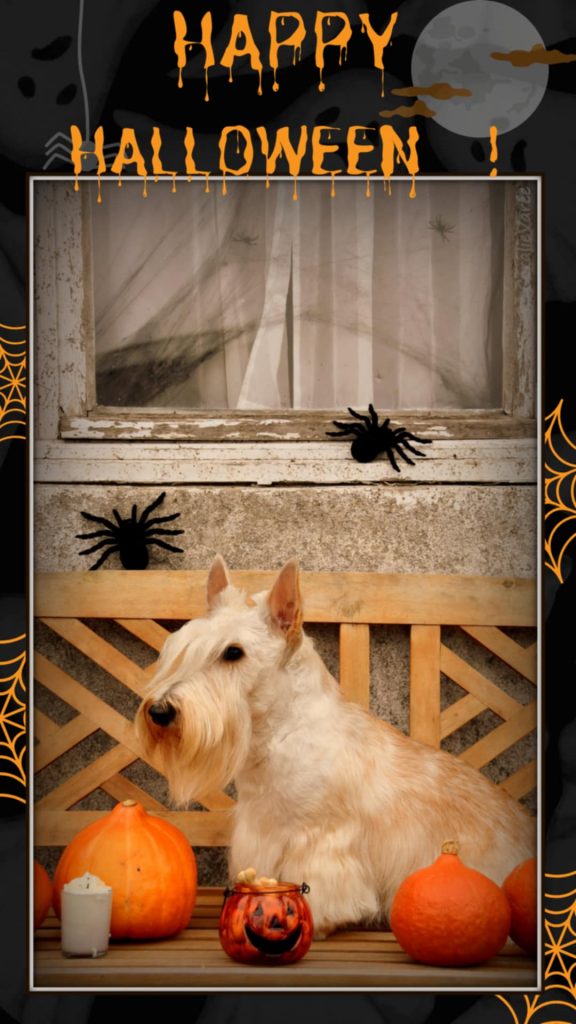 Halloween 2024