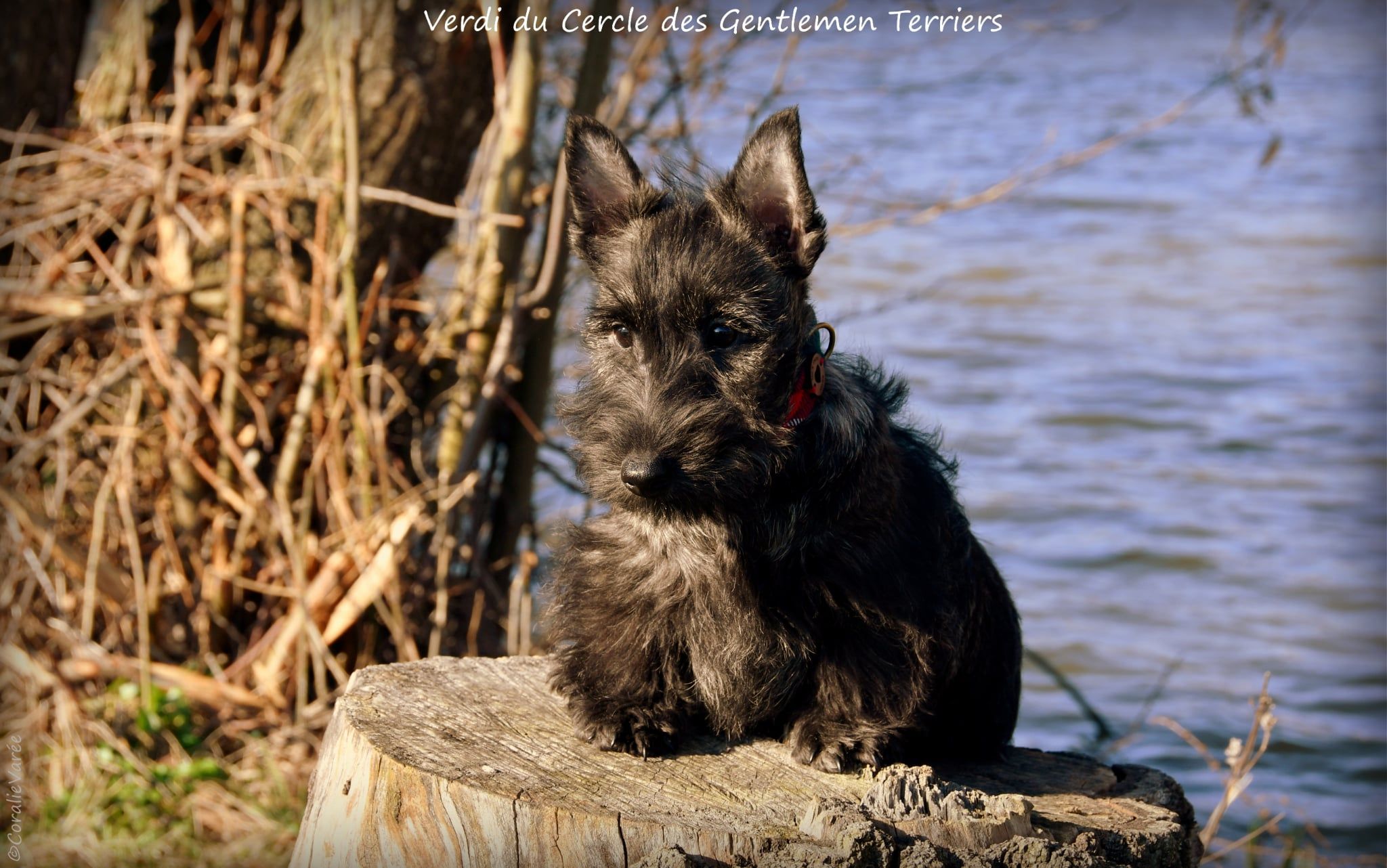 Verdi