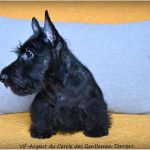 vif argent 13 sem4htm