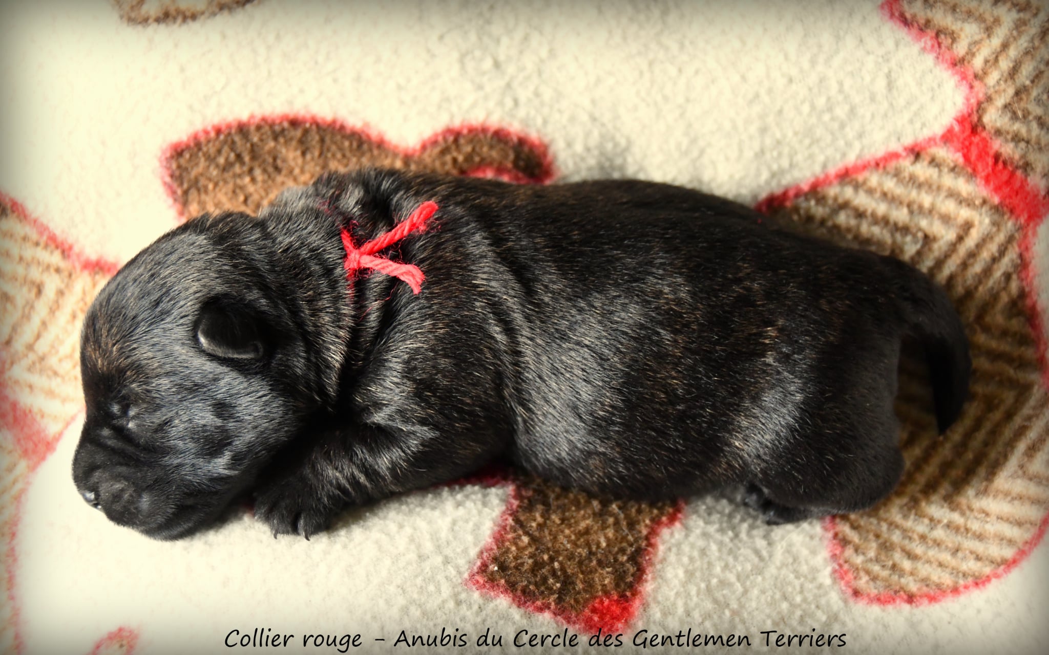 collier rouge