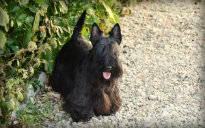 Anniversaire Rocco 8 ans4