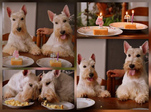 Anniv sadie sweetie 4 ans