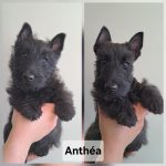 avant après toilettage