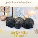 calendrier noel bébés