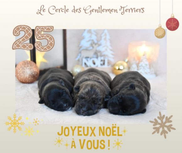 calendrier noel bébés