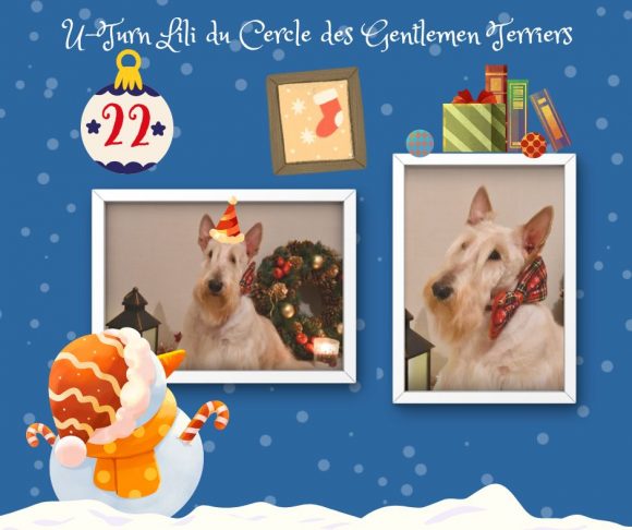 calendrier noel lili