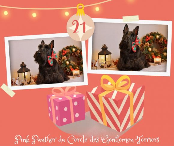calendrier noel pink