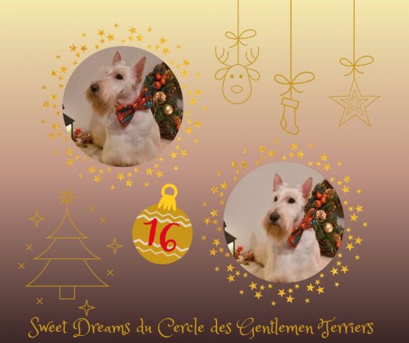 calendrier noel sweetie