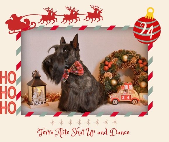 calendrier noel synek