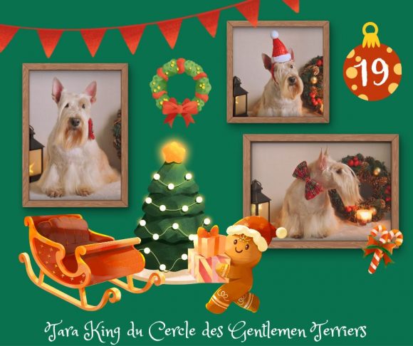 calendrier noel tara