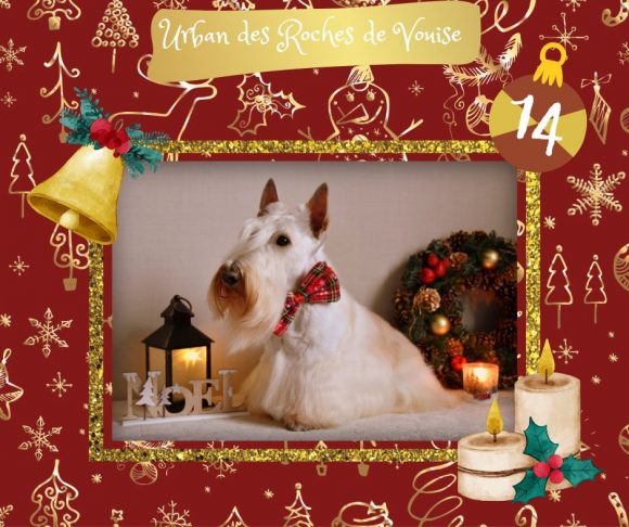 calendrier noel urbani