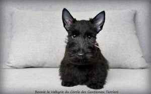 Bonnie 10 sem