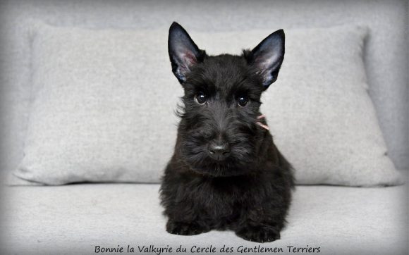 Bonnie 10 sem