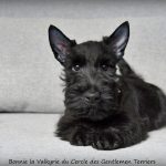 Bonnie 10 sem.5jpg