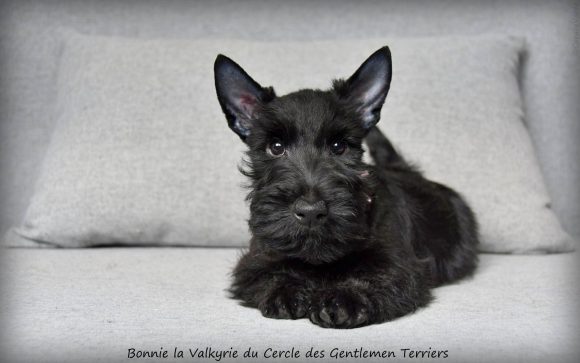 Bonnie 10 sem.5jpg