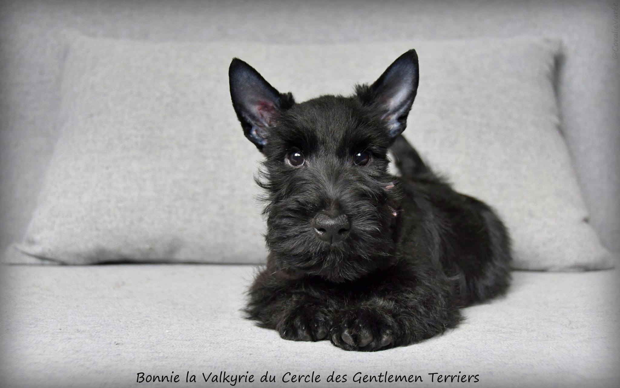 Bonnie 10 sem.5jpg