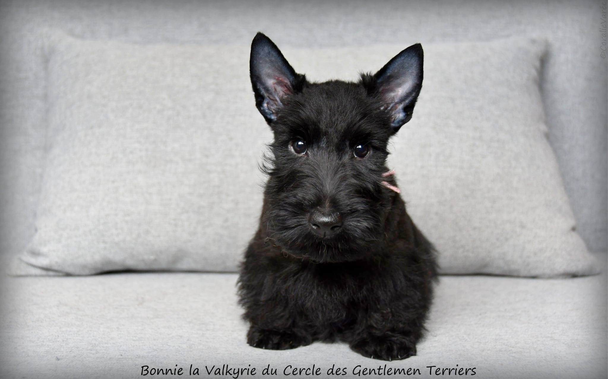 Bonnie 10 sem