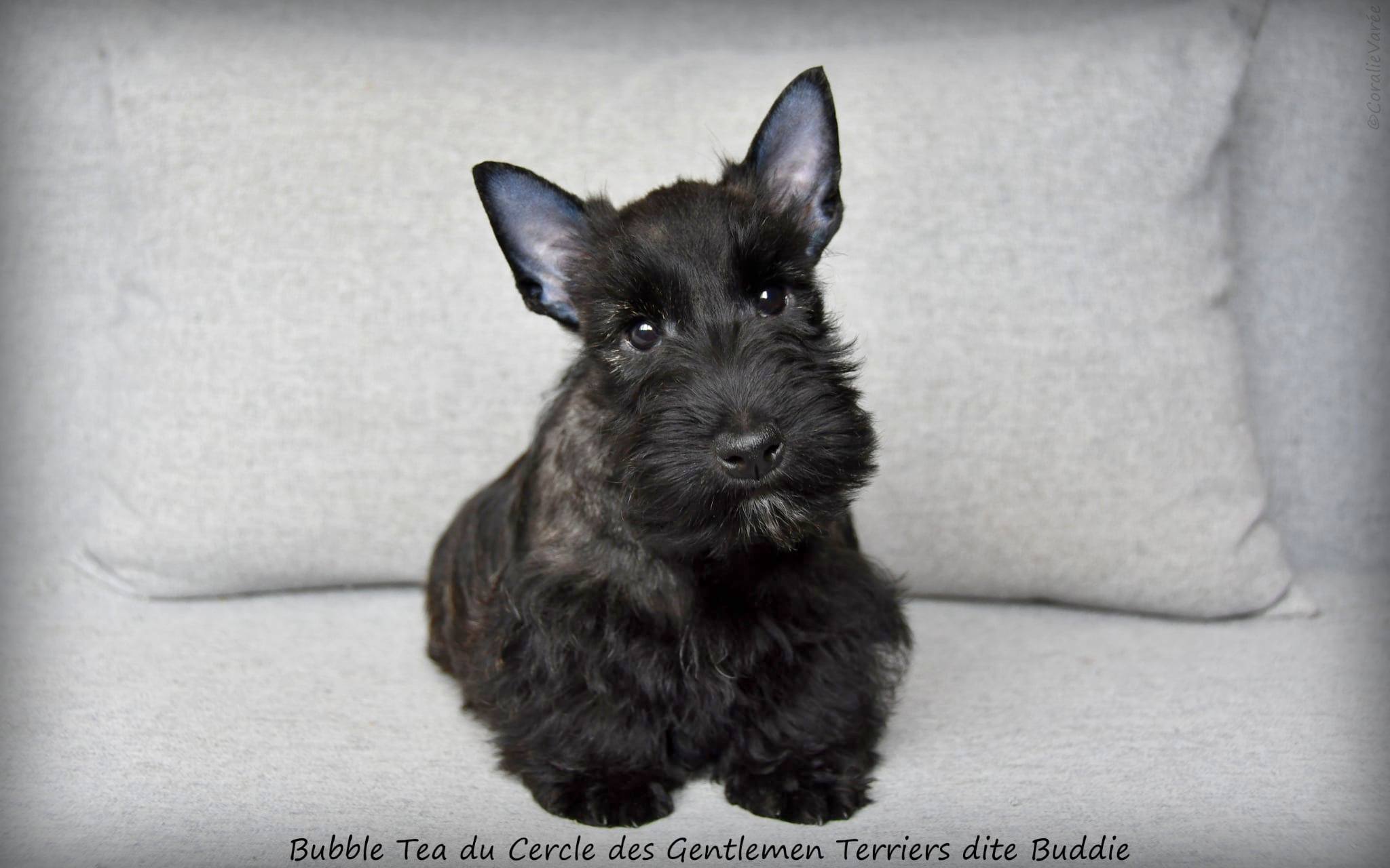 Buddie 10 sem