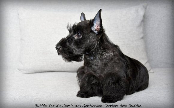 Buddie 10 sem4