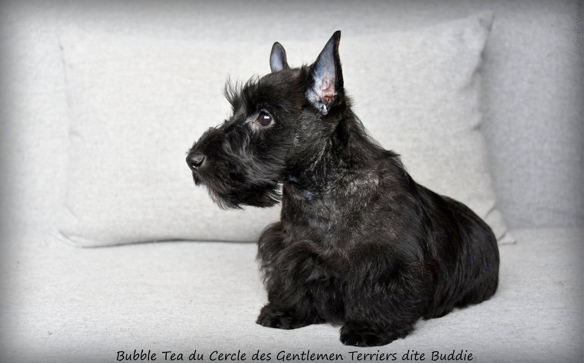 Buddie 10 sem4