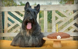 Anniv Lou 8 ans 4jpg