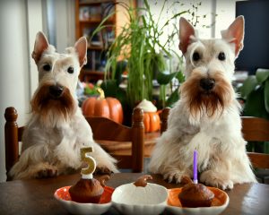 5 ans sweetie et sadie 3