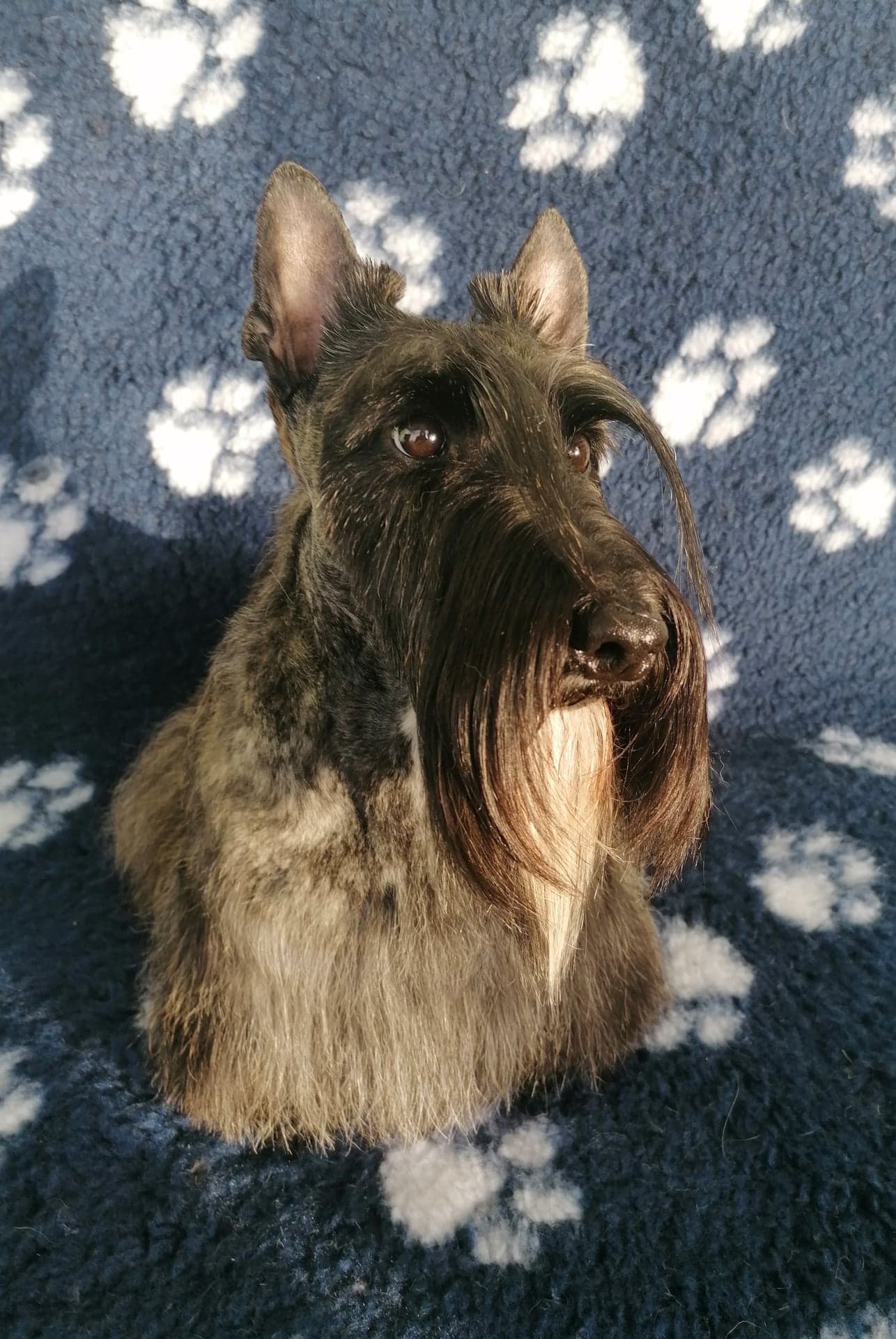Lou 2 ans portrait